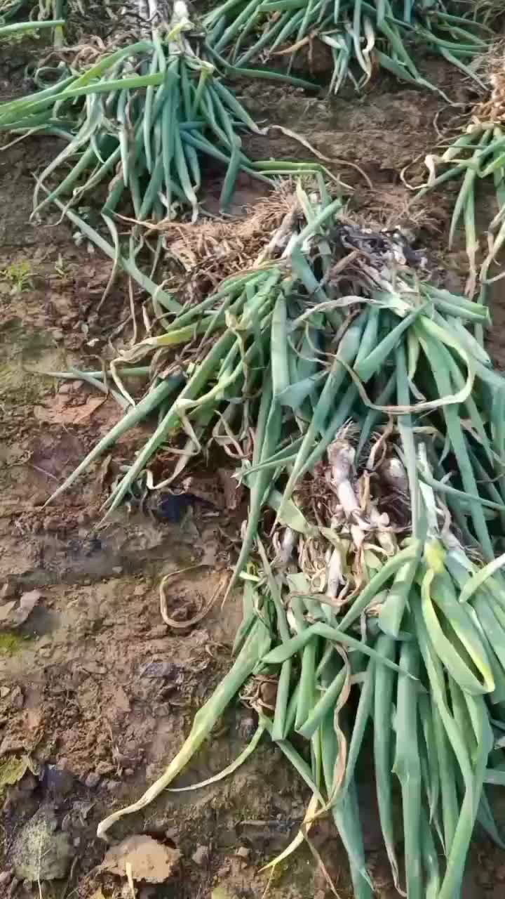 大量出售鸡腿大葱和白菜价格便宜