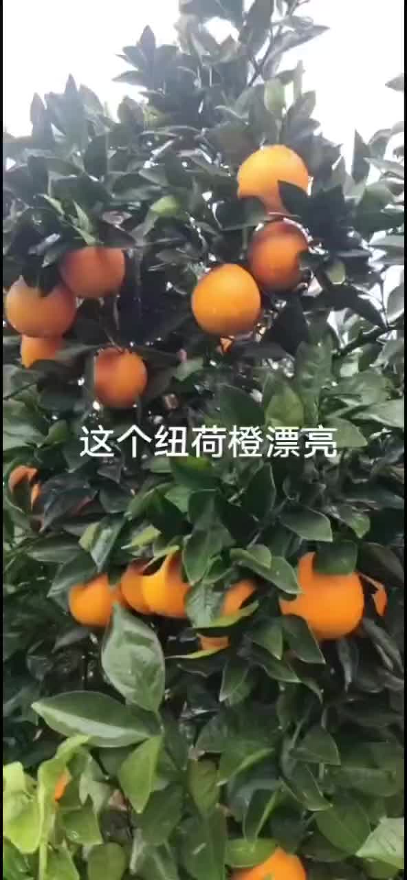 纽荷尔