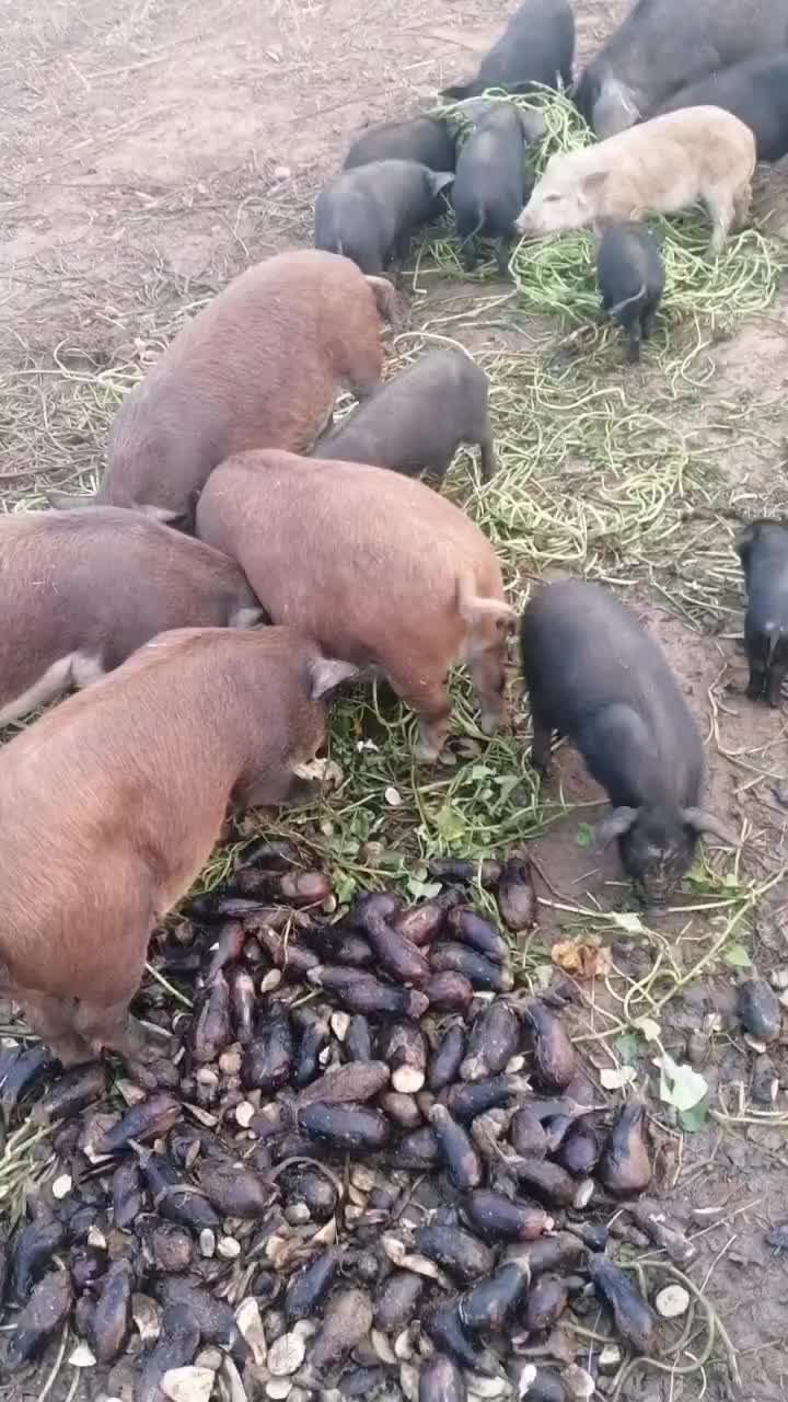 出售黑猪，不喂饲料