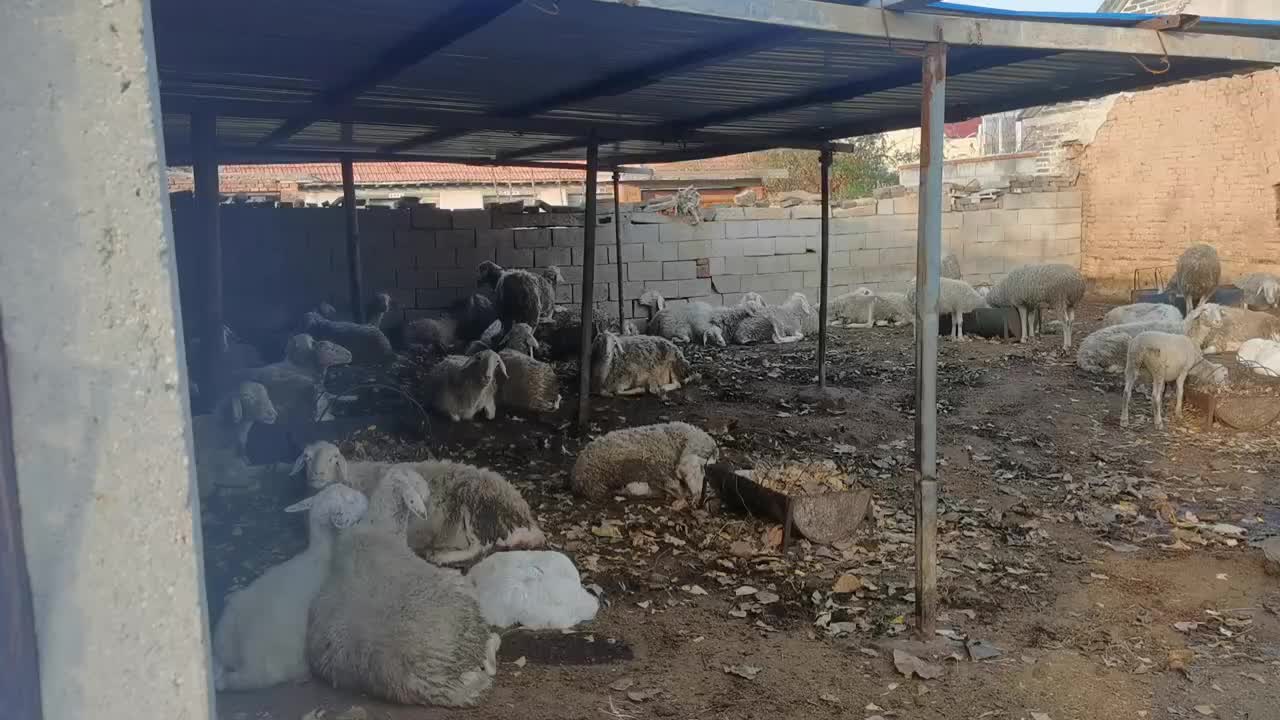 全部卖绵羊