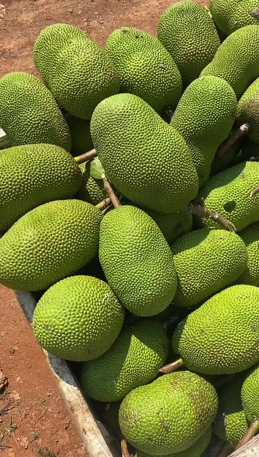 越南红肉(泰八)菠萝蜜