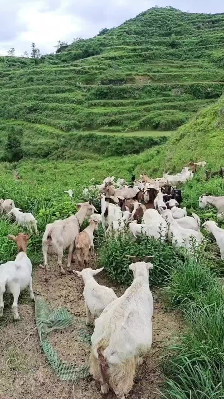 湖南湘西纯放养山羊