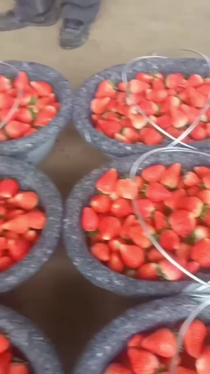 草莓/红颜草莓/天仙醉草莓