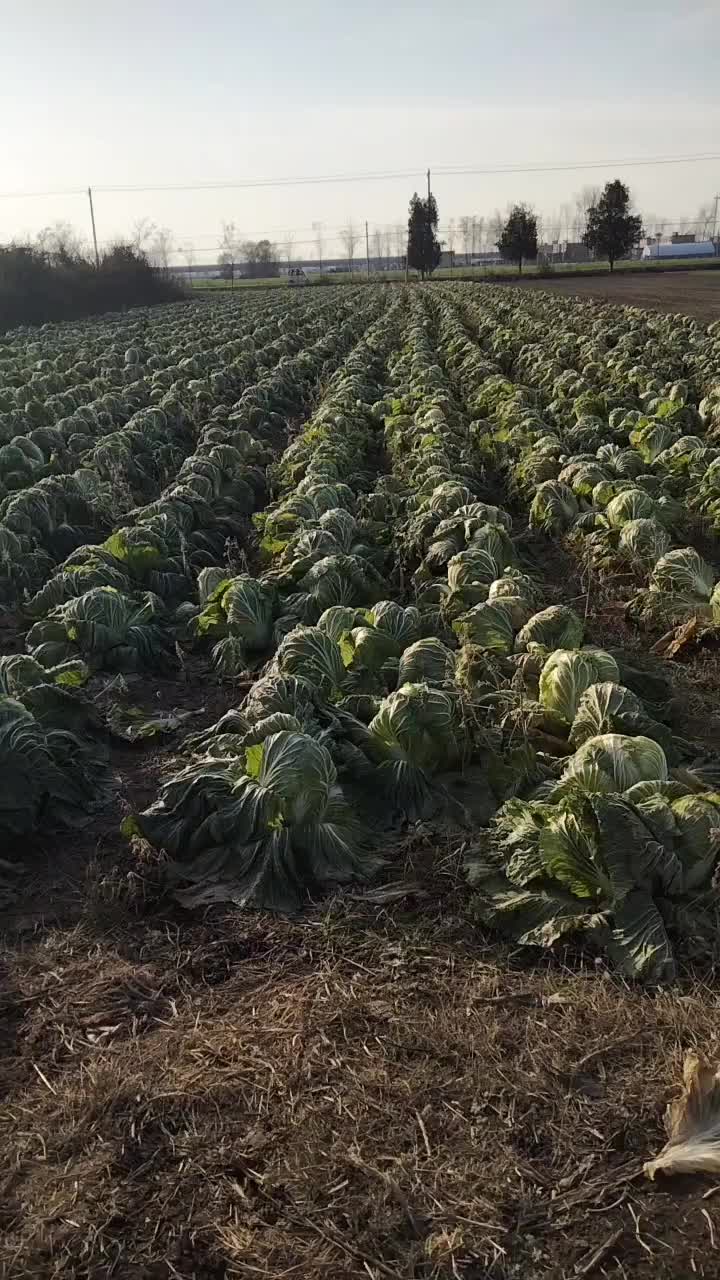 义和秋大白菜保证质量货源充足每个净重6斤起步