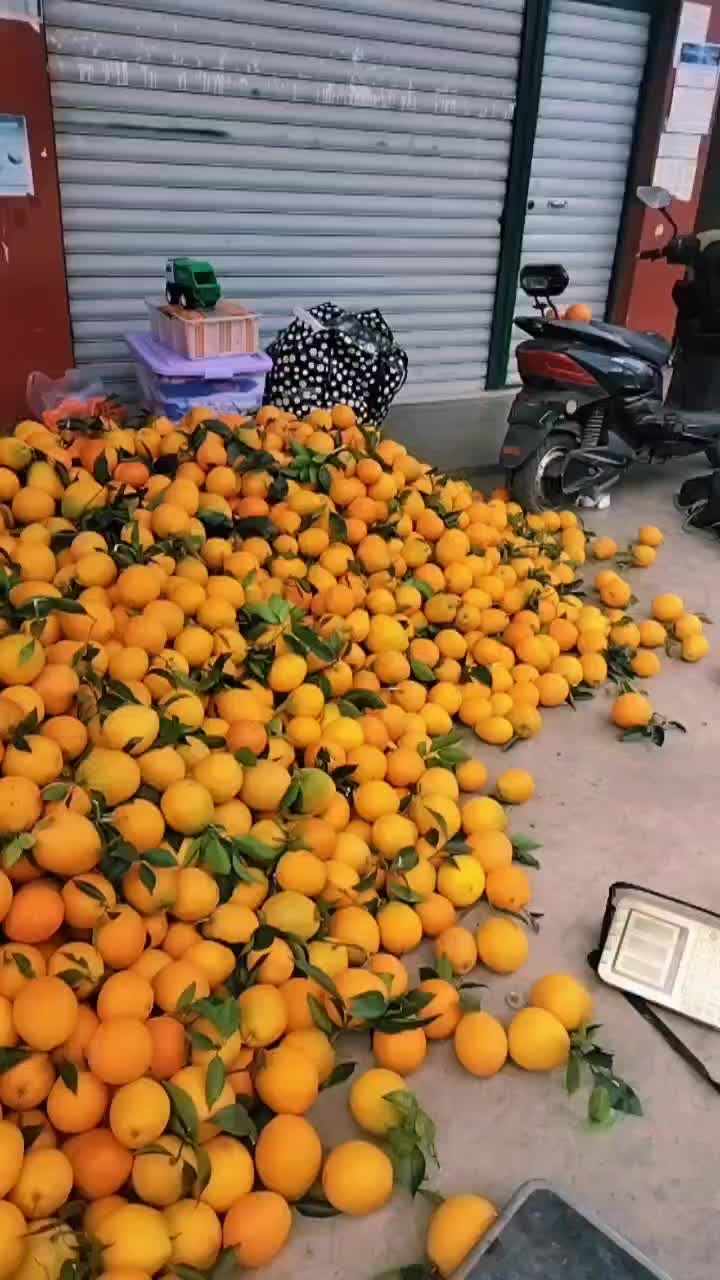 雷波脐橙