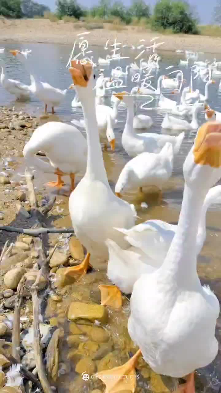 大日龄浙东大白鹅