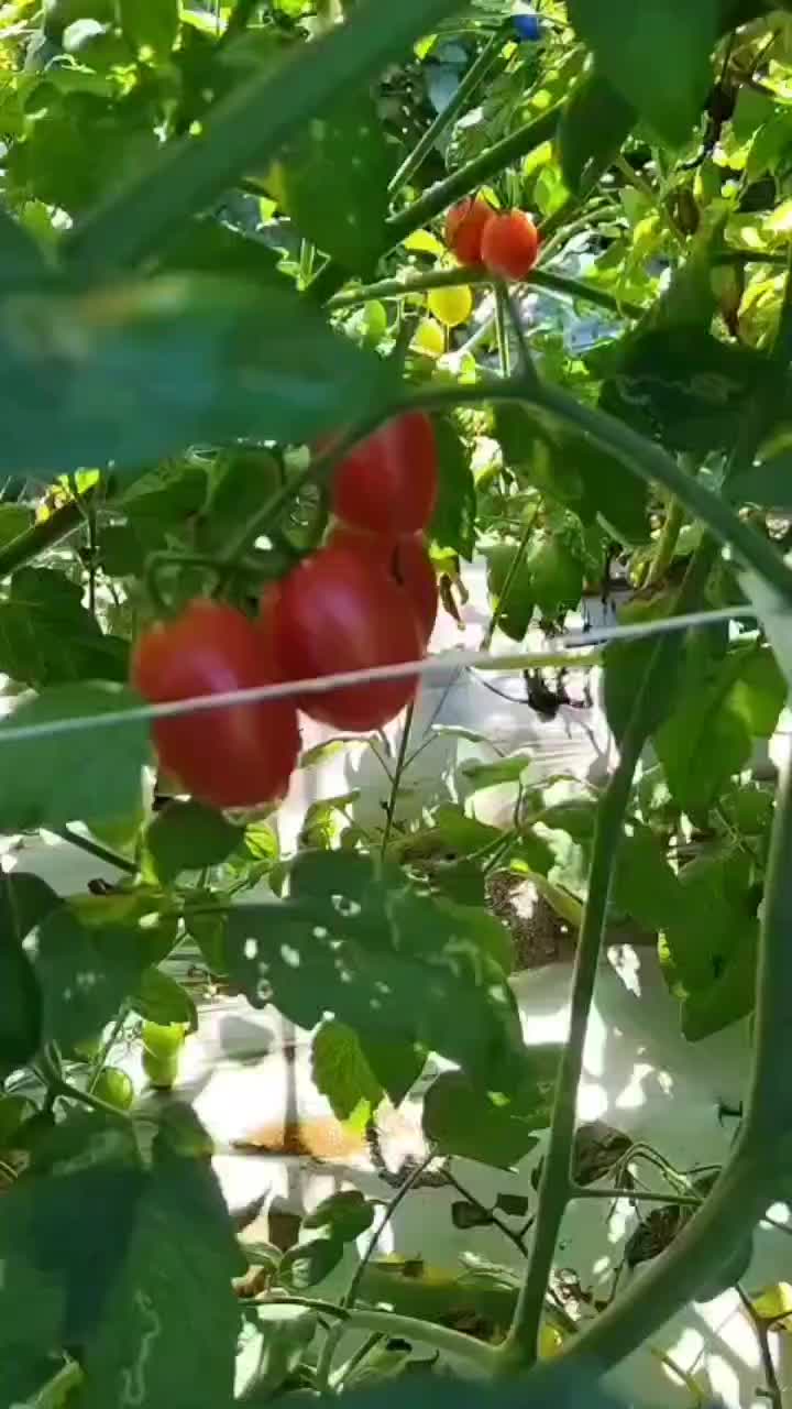 电白千禧果小番茄樱桃小番茄，冰糖千禧果小番茄