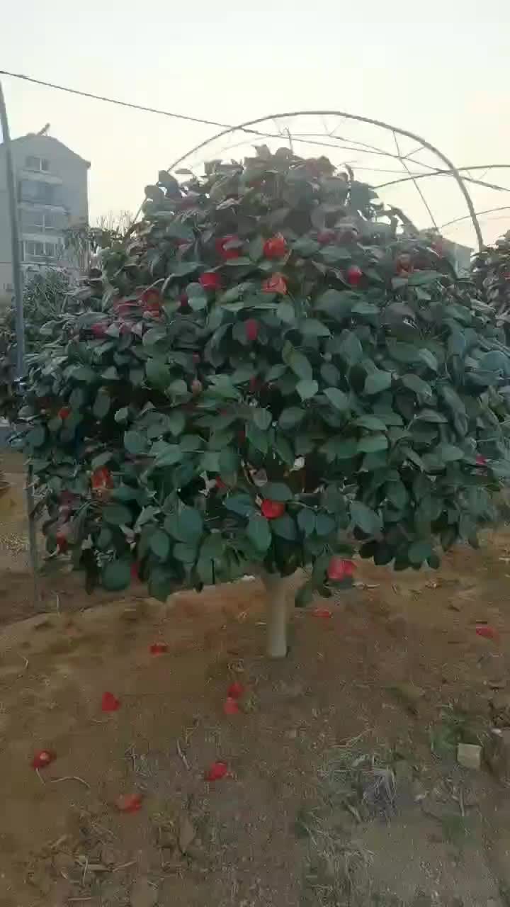 耐冬茶花出售各种规格耐冬茶花。茶花