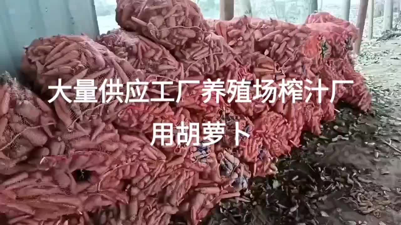 河南开封沙地胡萝卜万亩基地加工厂，养殖场大量供应