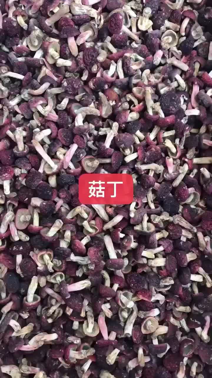 野生红菇小菇蕾小菇蕾小菇蕾小菇蕾小菇蕾