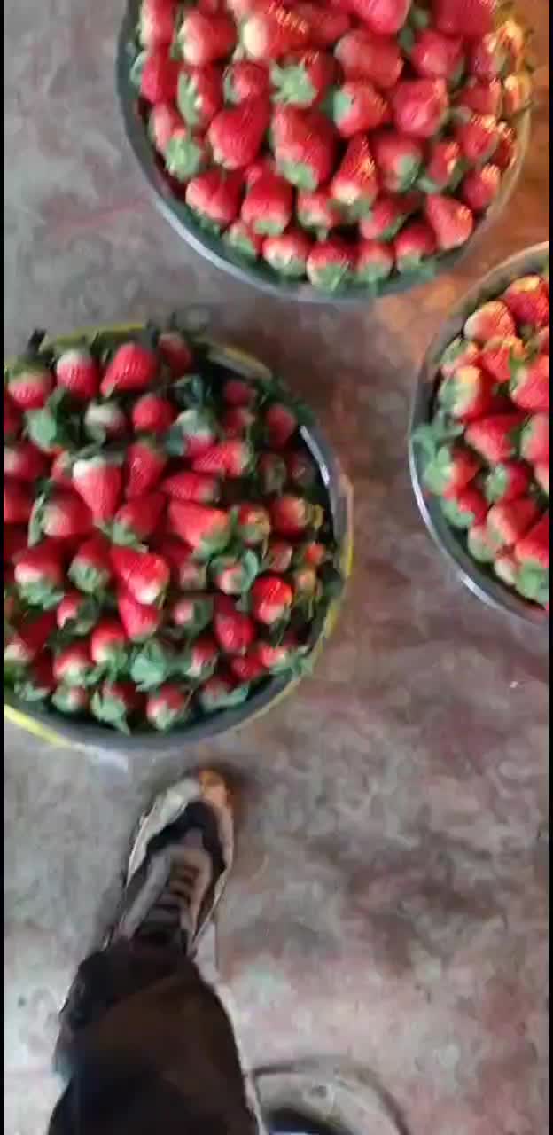 红颜草莓章姬草莓