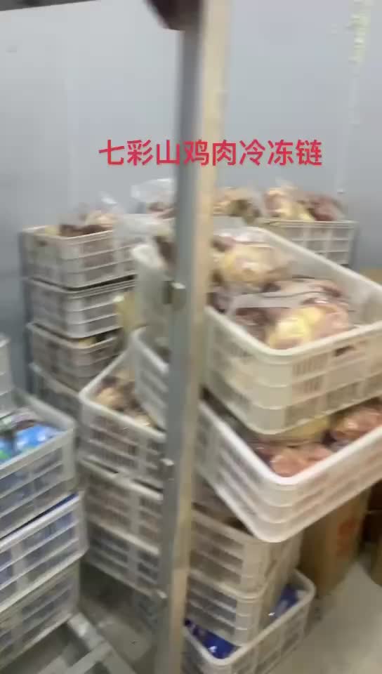 白条鸡七彩山鸡