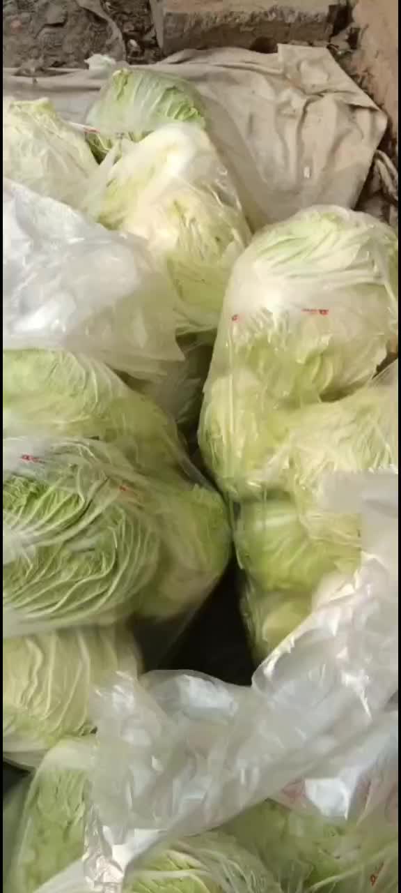 白菜，蒜苗，白萝卜，香菜菠菜，芹菜，红薯苗，大葱等