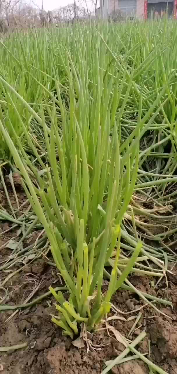 襄州区自己家种植露天黄分葱