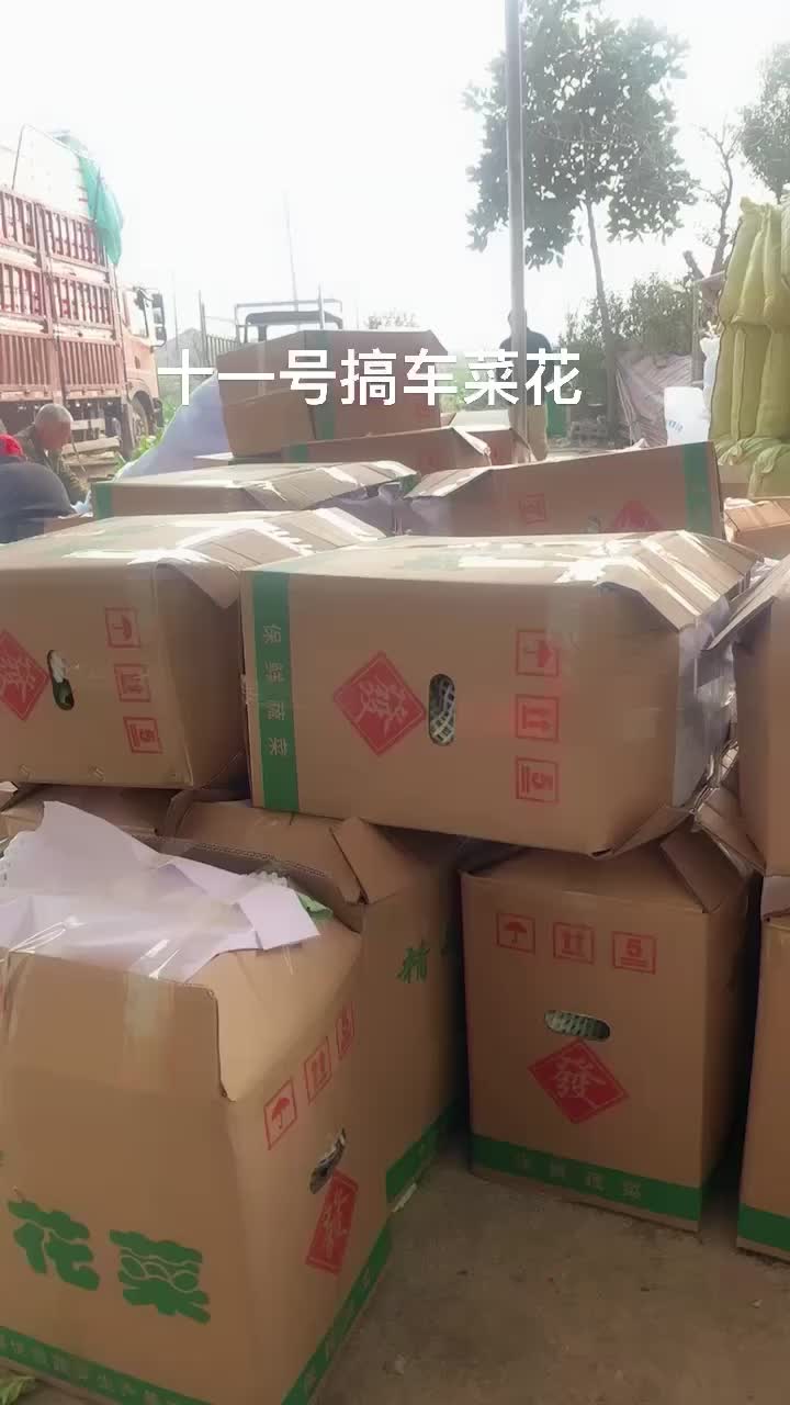 菜花基地货源欢迎老板联系看货指导一手货源