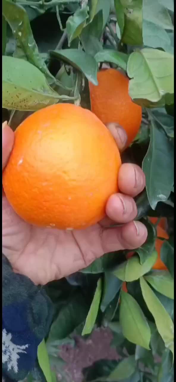 脐橙，脐橙小果，奉节脐橙，脐橙代收，脐橙二级果