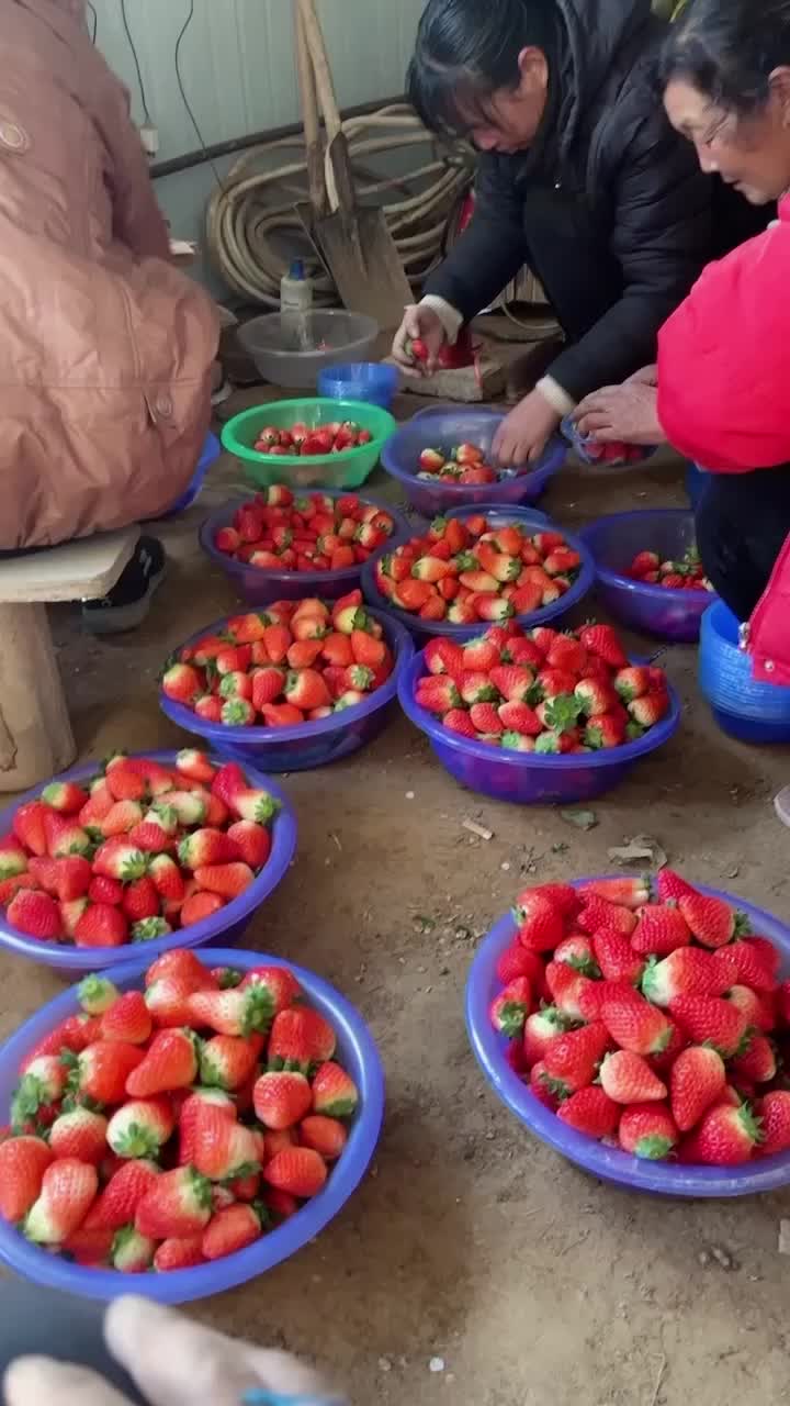 天仙醉草莓