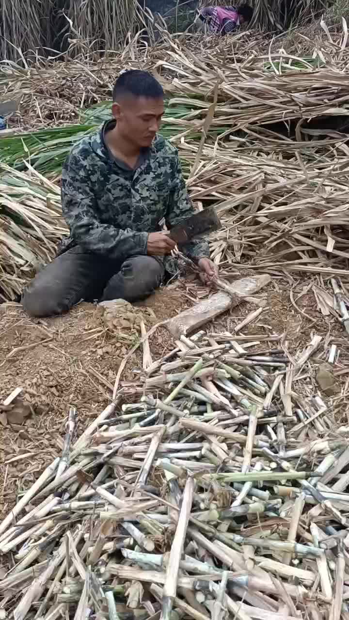 高产量牧草，甜象草，红象草，皇竹草，早上砍，下午发，现砍