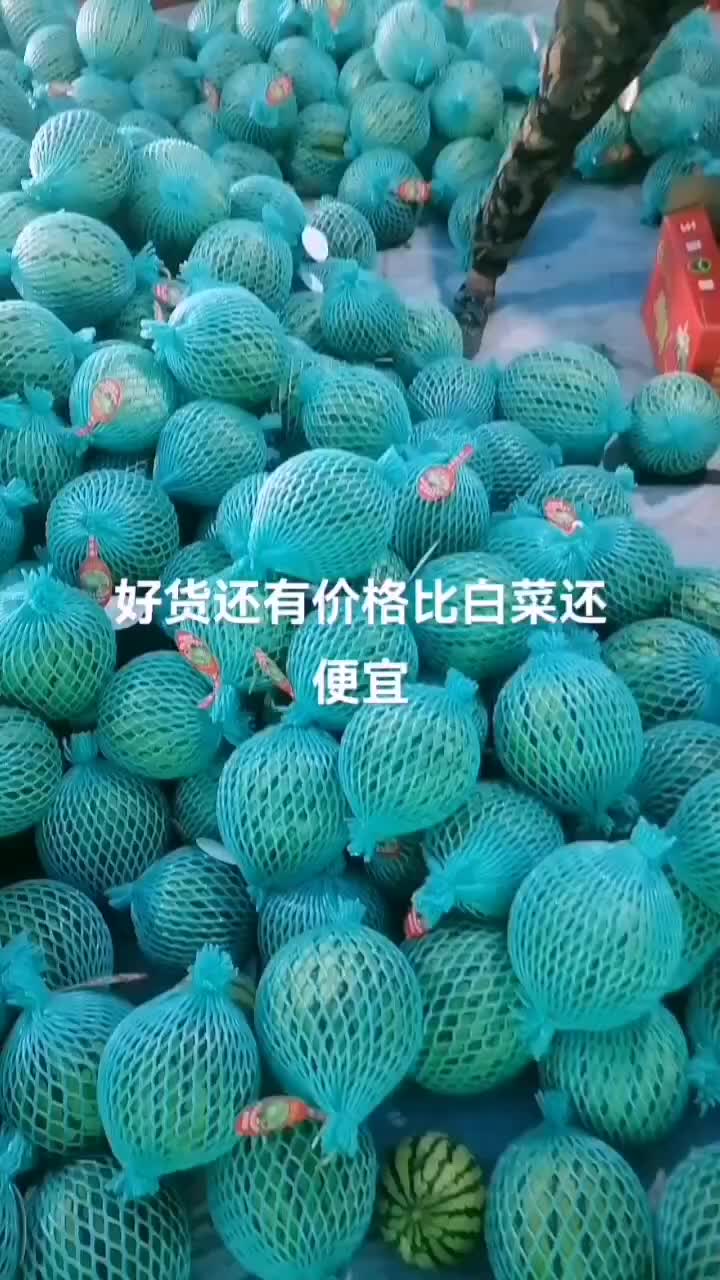 精品麒麟瓜