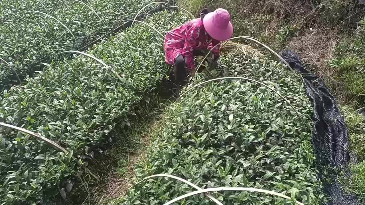 茶苗批发零售，量大从优