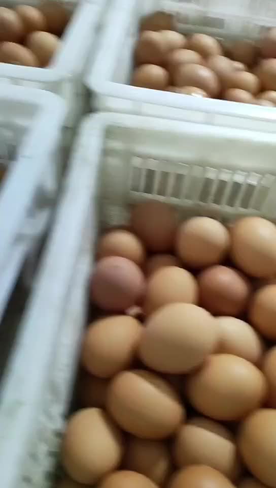 红皮鸡蛋，