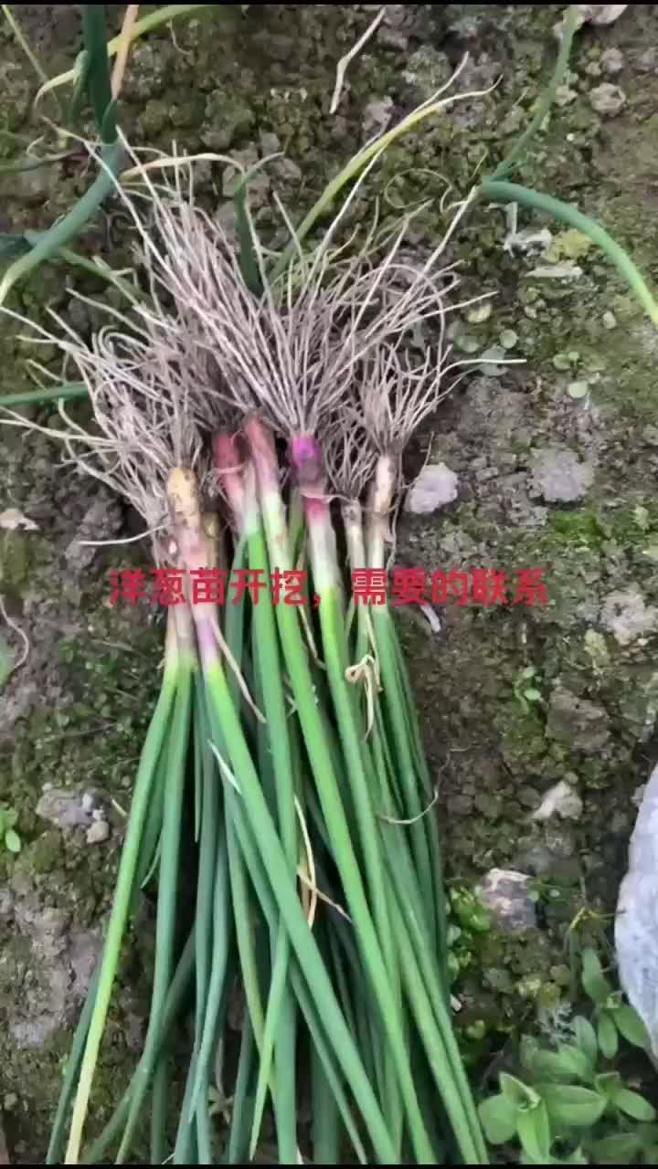 洋葱苗大量上市，需要的顾客我，量大从优