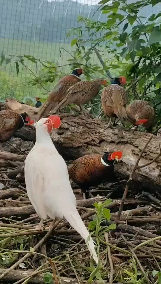 贵州遵义七彩山鸡