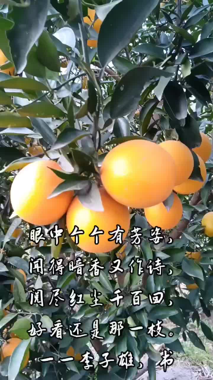湖南石门县白云镇鑫荣果业，夏橙已经上市。