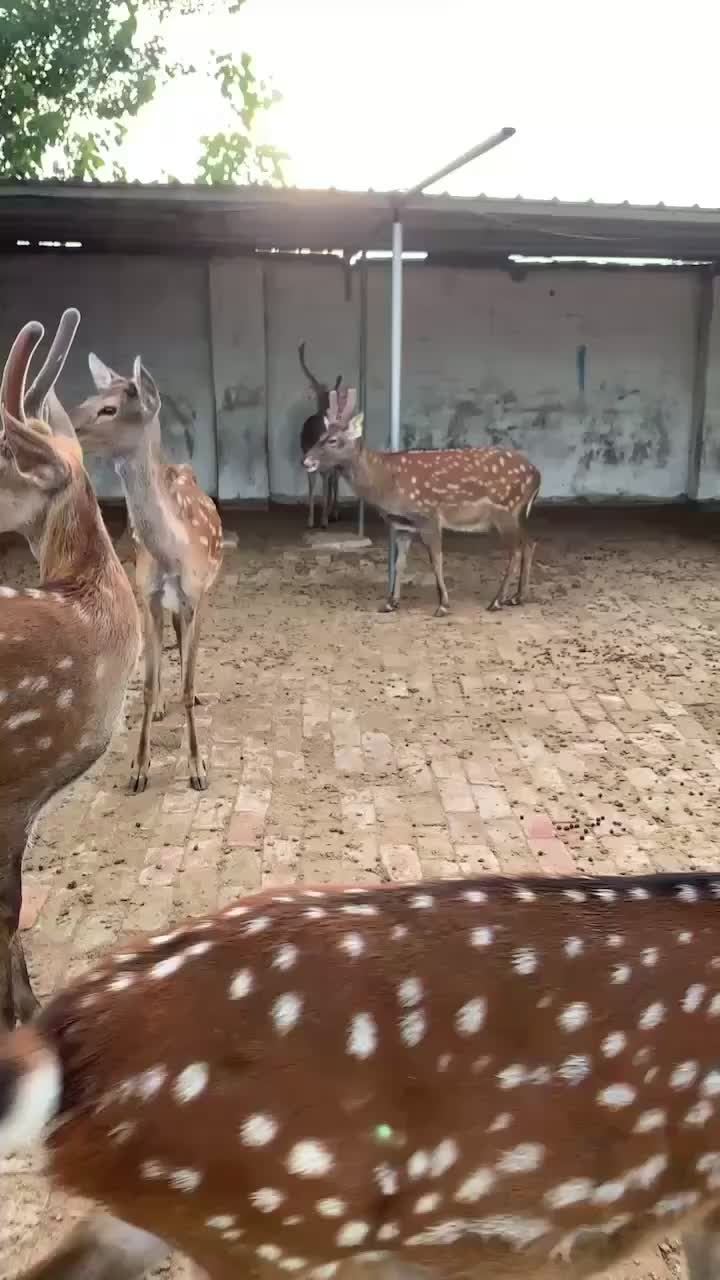 梅花鹿养殖场出售小梅花鹿景区亲人梅花鹿