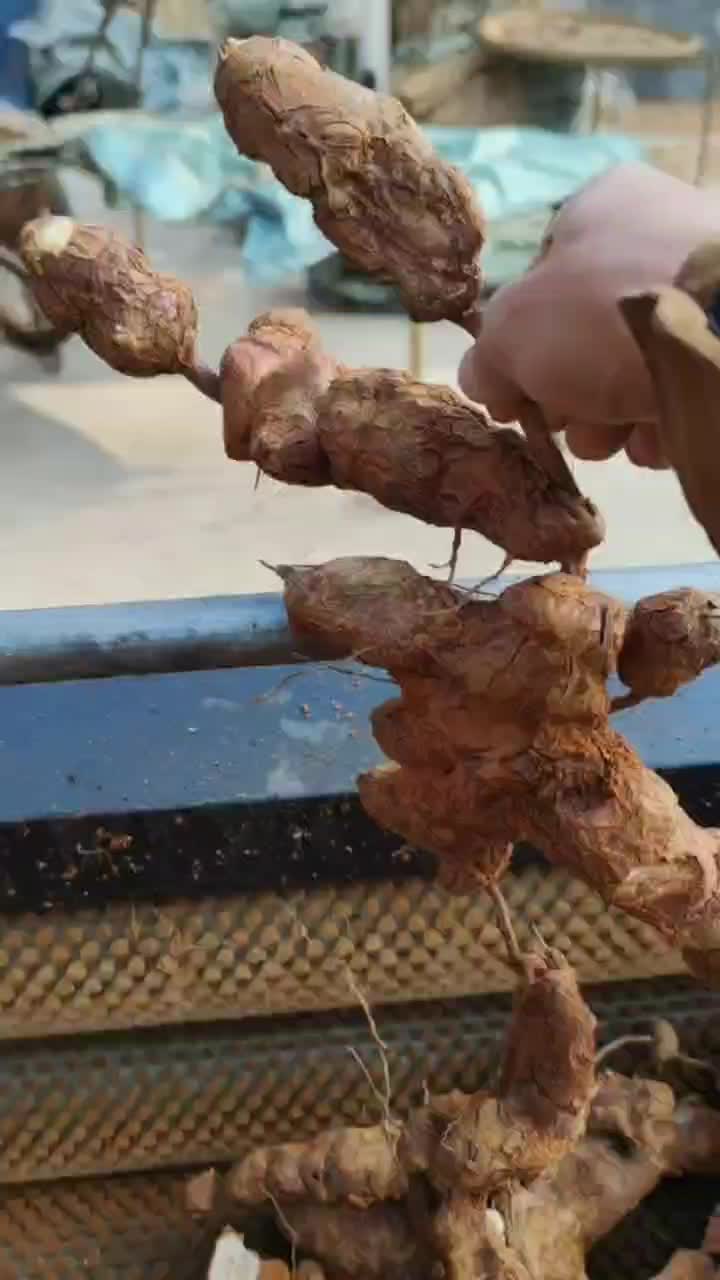 广东肇庆本地粉质土茯苓野生土茯苓白肉粉土现挖新鲜干片