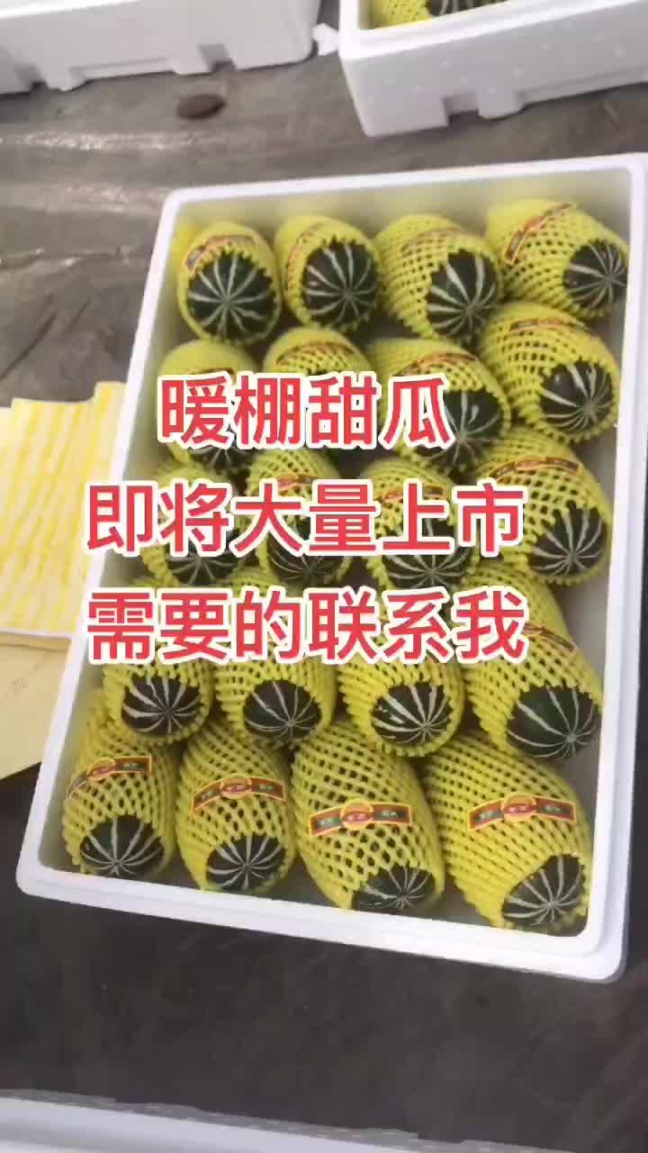 河北乐亭博洋甜瓜，博洋9博洋61，金典，花瓜系列