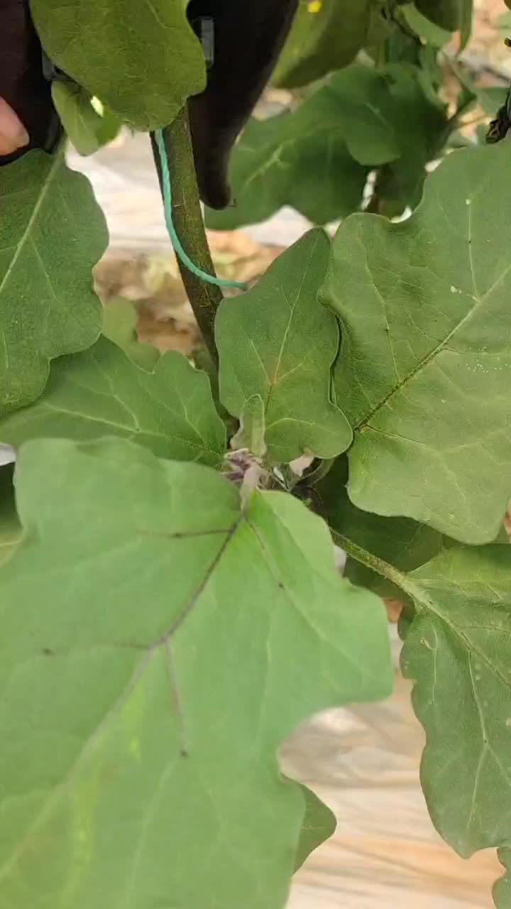 云南楚雄烧烤茄子量大从优常年对接各大商超平台