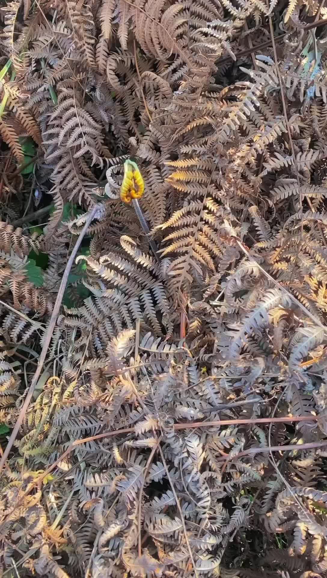 新鲜蕨菜，野生