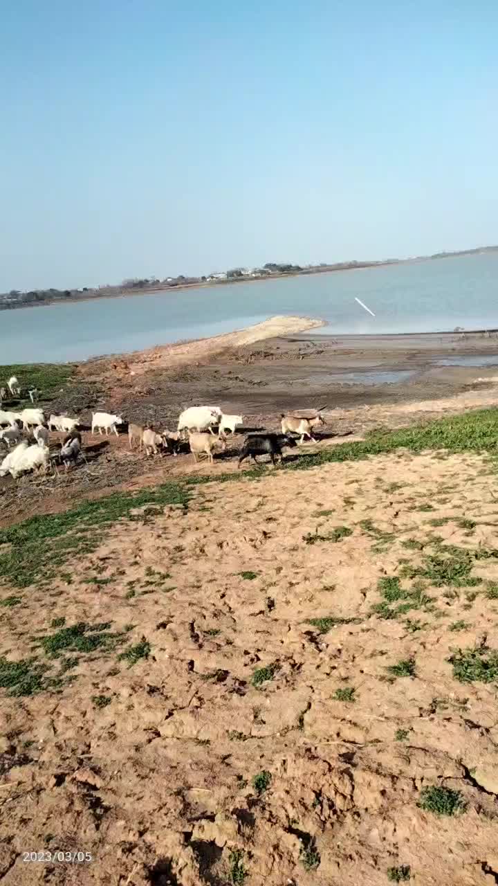 土山羊，肉公羊，肉母羊