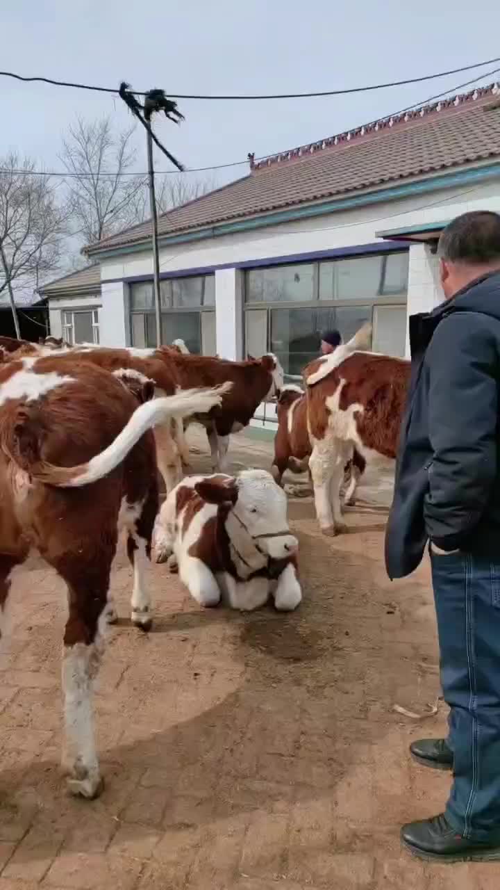 贵州肉牛犊，肉牛繁育基地直发质量保证包成活