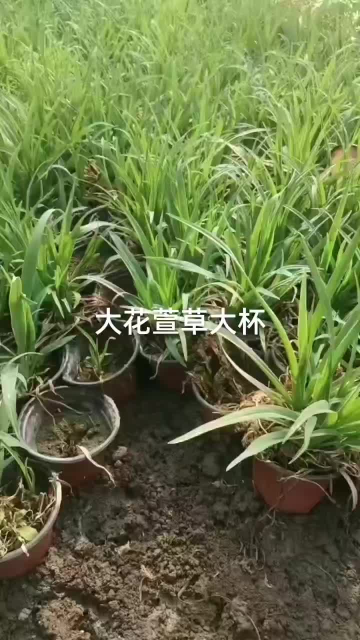 大花萱草大杯