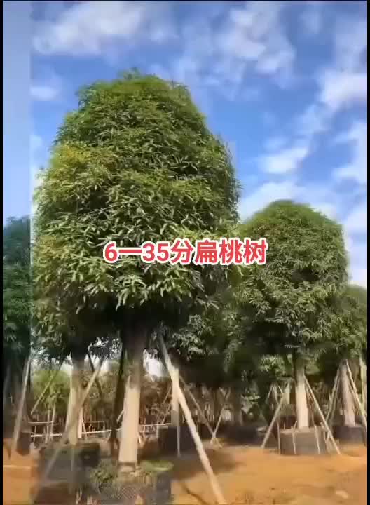 扁桃树