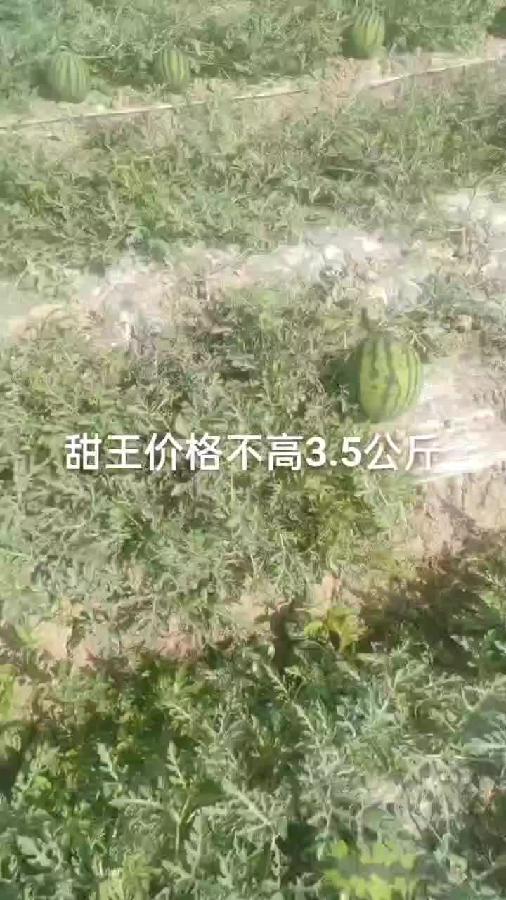 云南甜王西瓜