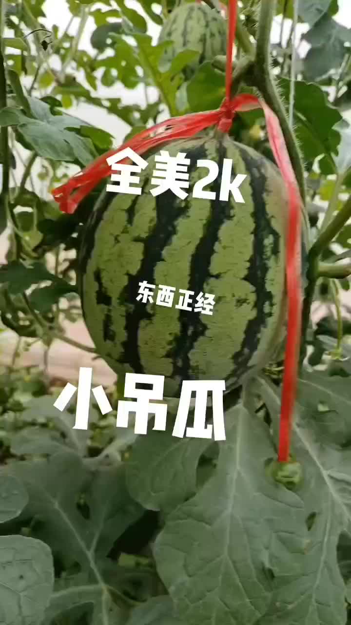 2k西瓜