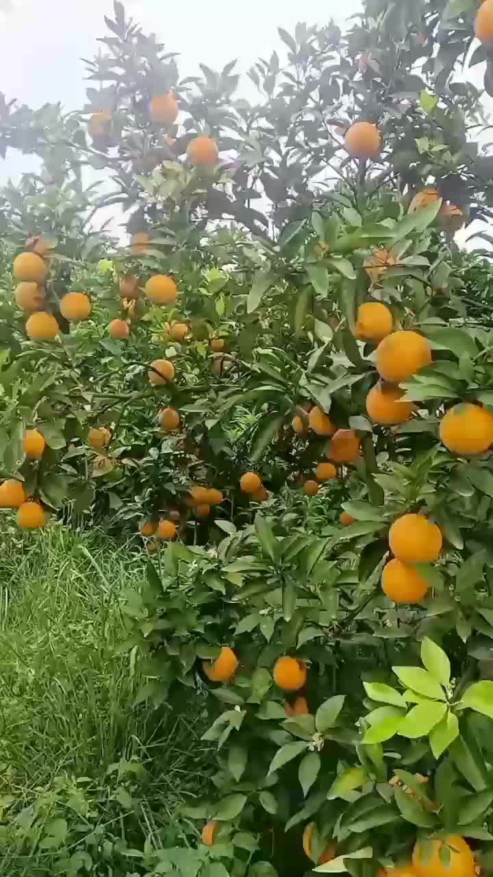 湖南江永夏橙鲜果大量上市，皮薄多汁，口感清甜。