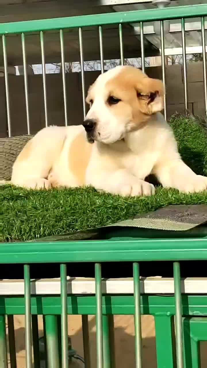 中亚牧羊犬幼犬公母都有