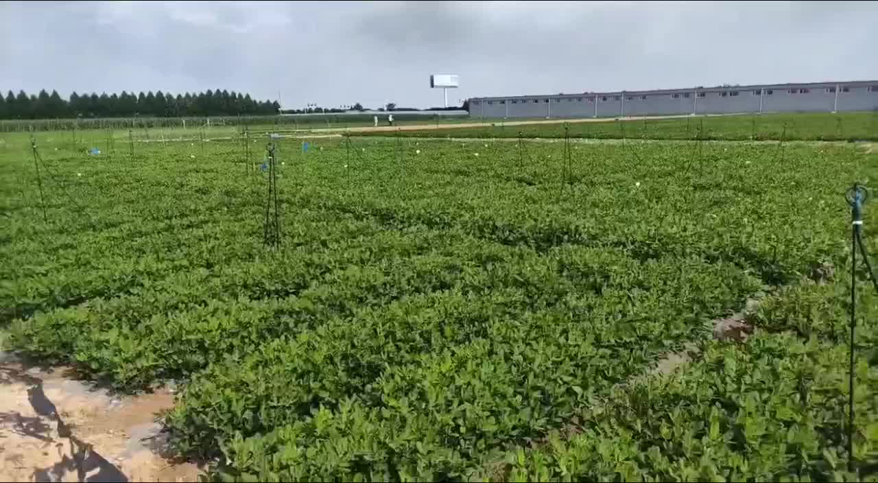 源花308花生种子早熟高产小花生南北都可以种植代理