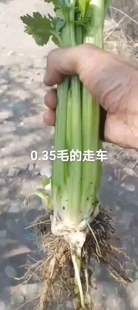 西芹需要的联系