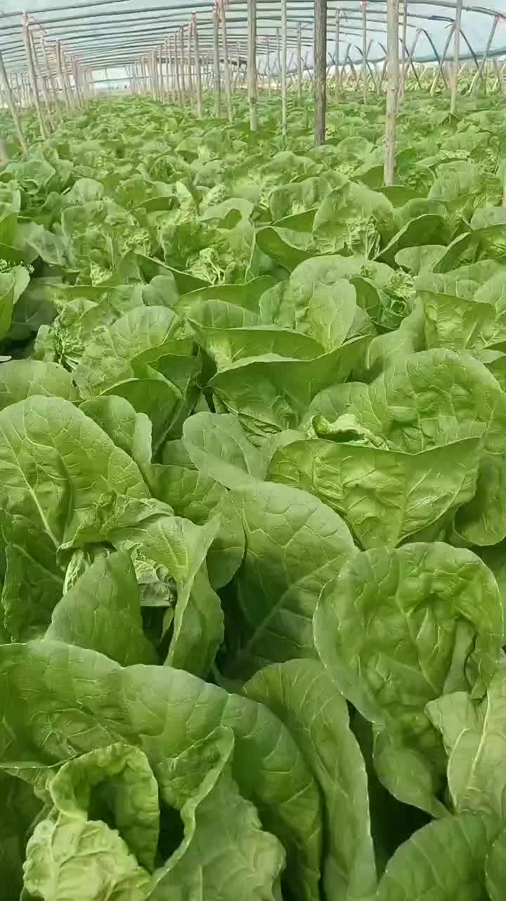 河北省邯郸市永年区大白菜大量上市中。