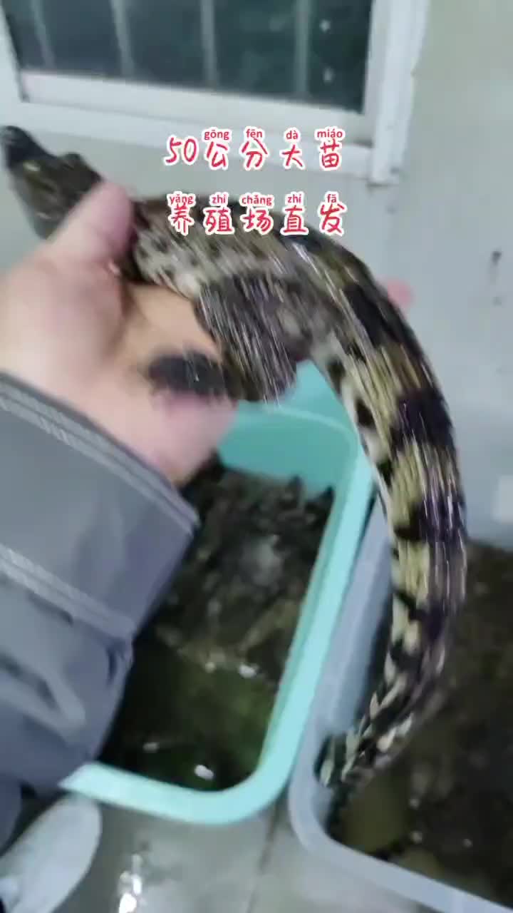 50公分鳄鱼苗泰鳄苗