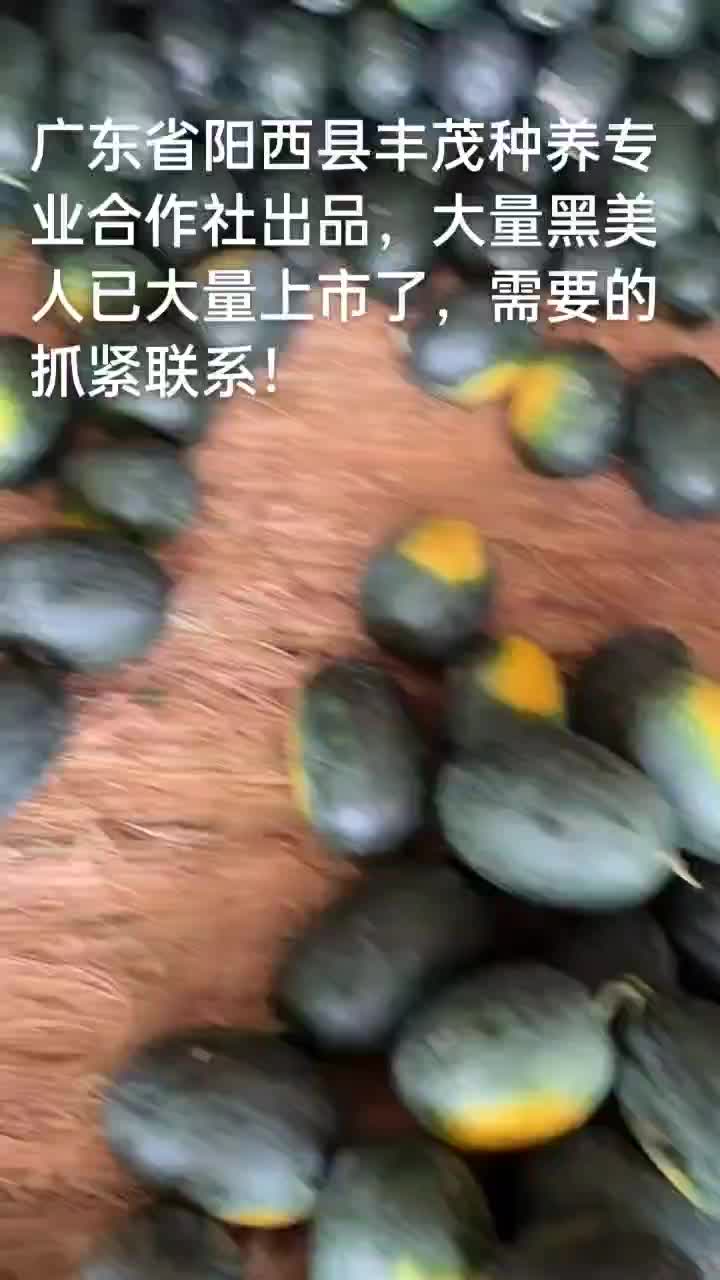 大量黑美人西瓜已上市，全国发货，一手货源质优价美