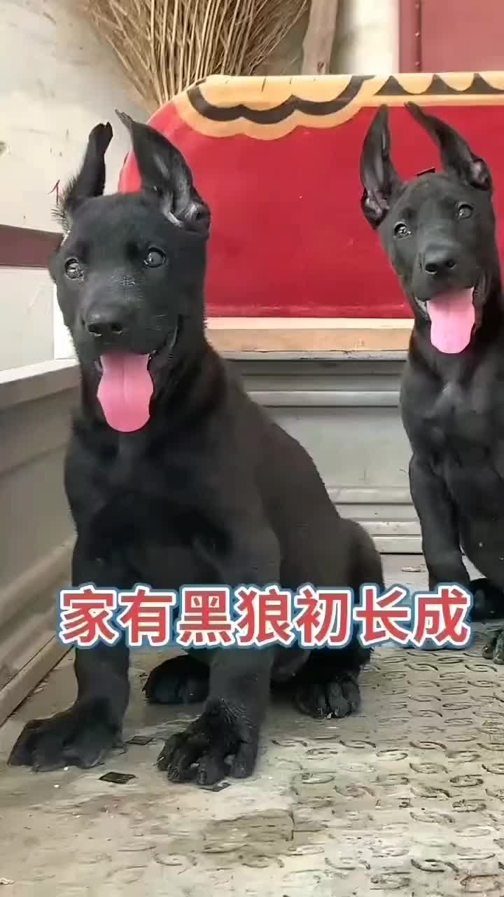 墨界黑狼犬全身乌黑没有一点杂毛，看家护院招财辟邪