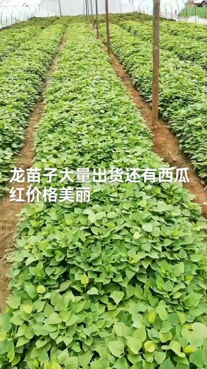 苗【代收】龙九苗西瓜红苗质量保证货源充足