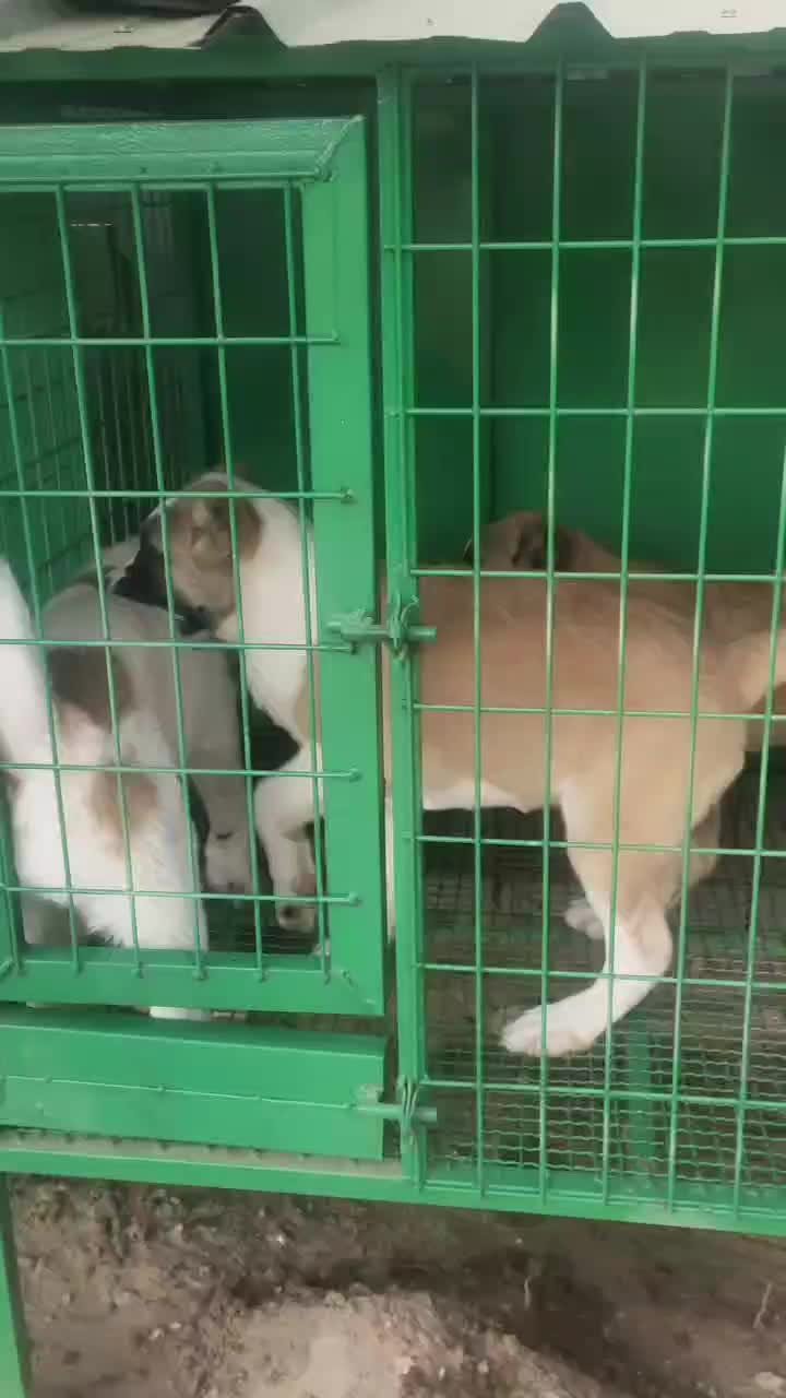 中亚牧羊犬