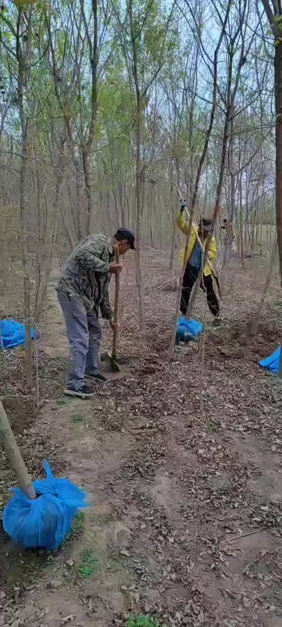 河北省保定市奥森苗圃场正在出售4-6公分五角枫20万棵